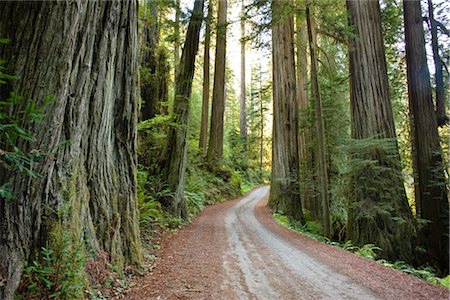 Old 199 Redwood Plank Road Through Jedediah Smith State Park, Redwood Forest, Northern California, California, USA Stock Photo - Premium Royalty-Free, Code: 600-02756996