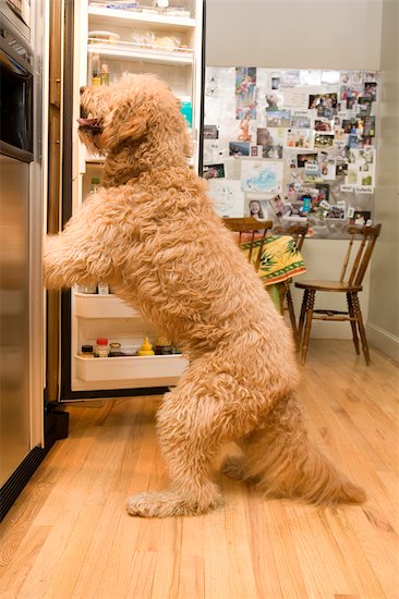 goldendoodle. Golden Doodle Dog Looking in