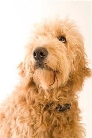 simsearch:600-01695281,k - Portrait of Golden Doodle Stock Photo - Premium Royalty-Free, Code: 600-02757006