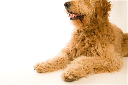 simsearch:600-01695281,k - Portrait of Golden Doodle Stock Photo - Premium Royalty-Free, Code: 600-02757008