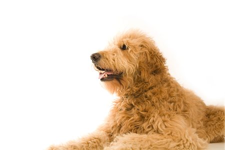 simsearch:600-01695288,k - Portrait of Golden Doodle Stock Photo - Premium Royalty-Free, Code: 600-02757009