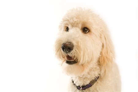 simsearch:600-01695281,k - Portrait of Golden Doodle Stock Photo - Premium Royalty-Free, Code: 600-02757011