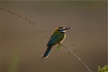 White-Throated Bee-Eater, Samburu, Kenya Stock Photo - Premium Royalty-Free, Code: 600-02757405
