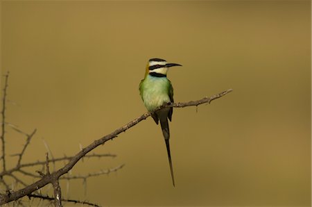 White-Throated Bee-Eater, Buffalo Springs, Kenya Stock Photo - Premium Royalty-Free, Code: 600-02757412