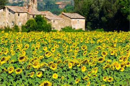 simsearch:600-06773257,k - Sunflowers, Cortona, Province of Arezzo, Tuscany, Italy Stock Photo - Premium Royalty-Free, Code: 600-02828600