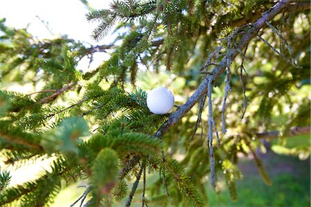 stuck - Golf Ball Stuck in Tree Stock Photo - Premium Royalty-Free, Code: 600-02833087