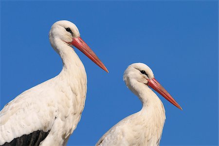 simsearch:600-07561369,k - White Storks, Hesse, Germany Stock Photo - Premium Royalty-Free, Code: 600-02833359