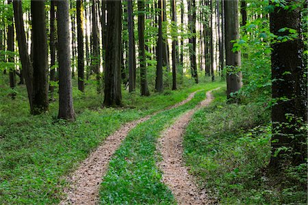path through woods - Path Through Forest, Hesse, Germany Stock Photo - Premium Royalty-Free, Code: 600-02833374