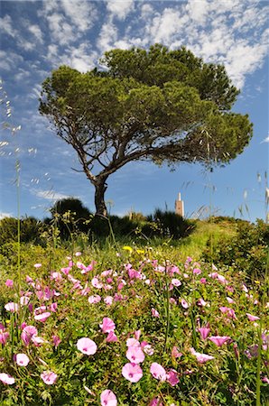 Tree and Wildflowers, Costa Blanca, Alicante, Spain Stock Photo - Premium Royalty-Free, Code: 600-02833544