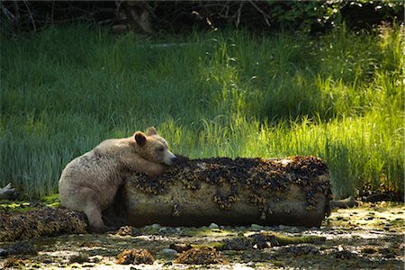 Grizzly Bear Resting on a Log, Glendale Estuary, Knight Inlet, British Columbia, Canada Stock Photo - Premium Royalty-Free, Code: 600-02833771