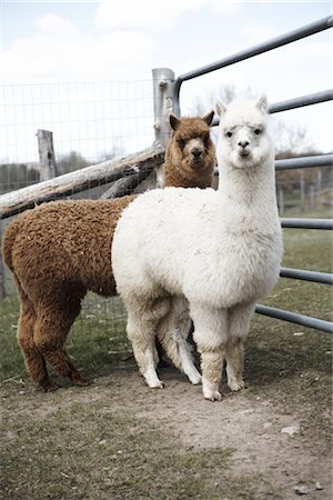 Portrait of Alpacas Foto de stock - Sin royalties Premium, Código: 600-02833804