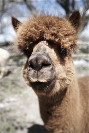 simsearch:600-01695281,k - Portrait of Alpaca Stock Photo - Premium Royalty-Free, Code: 600-02833805