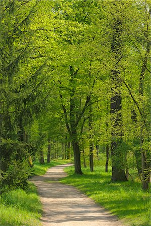 path through woods - Pathway Through Forest, Aschaffenburg, Bavaria, Germany Stock Photo - Premium Royalty-Free, Code: 600-02860256