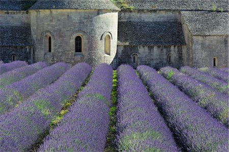 Lavender Field, Senanque Abbey, Vaucluse, Provence, France Stock Photo - Premium Royalty-Free, Code: 600-02860250