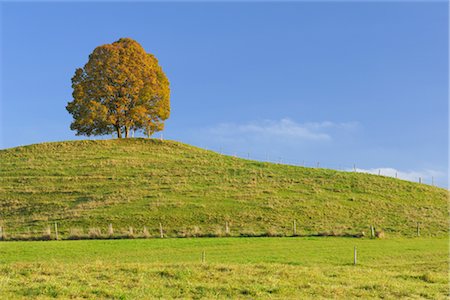 foreground space - Lone Lime Tree on Hill Stock Photo - Premium Royalty-Free, Code: 600-02860251