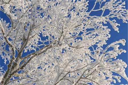 pretty background designs - Close-up of Hoar Frost on Tree Branches Stock Photo - Premium Royalty-Free, Code: 600-02860252