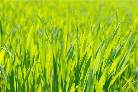 Close-up of Young Corn Field in Spring Foto de stock - Sin royalties Premium, Código: 600-02860260