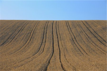 simsearch:600-03171596,k - Corn field in summer. Bavaria, Germany Stock Photo - Premium Royalty-Free, Code: 600-02860271