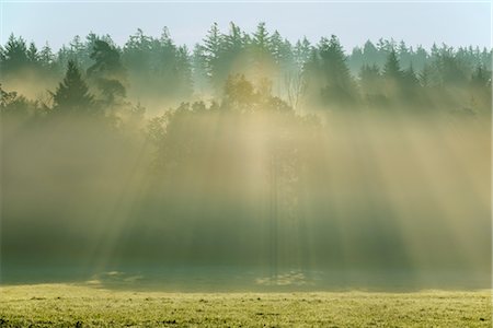 simsearch:846-05646687,k - Sunlight Shining Through Forest, Odenwald, Hesse, Germany Stock Photo - Premium Royalty-Free, Code: 600-02860289