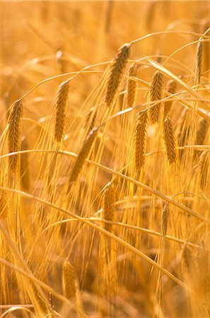 Barley, Ready for Harvest Stock Photo - Premium Royalty-Free, Code: 600-02886068