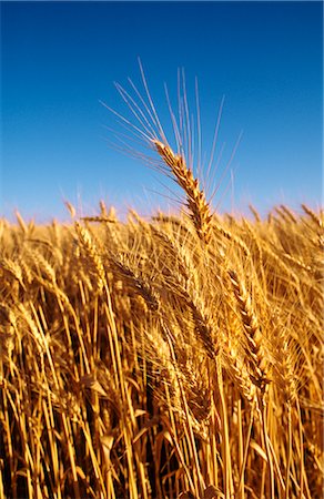 simsearch:600-02886528,k - Wheat Crop Foto de stock - Sin royalties Premium, Código: 600-02886149