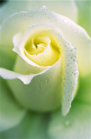 flower macro - White Rose, Close-up Stock Photo - Premium Royalty-Free, Code: 600-02886159