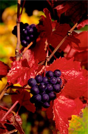 red grape - Shiraz Grapes Growing on Vine, France Stock Photo - Premium Royalty-Free, Code: 600-02886206