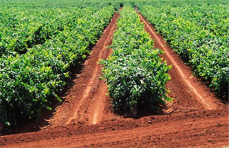 fertile - Vineyard, Grape Vines, Australia Stock Photo - Premium Royalty-Free, Code: 600-02886224