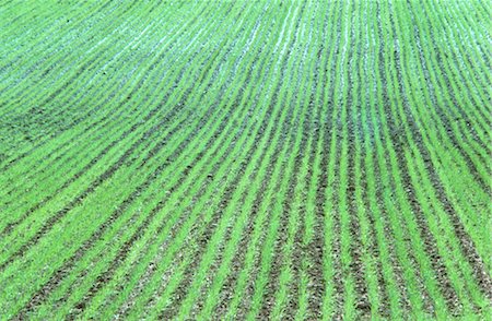 Wheat Crop Sprouting, Australia Foto de stock - Sin royalties Premium, Código: 600-02886245