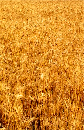 simsearch:600-02886528,k - Wheat Crop Ready for Harvest, Australia Foto de stock - Sin royalties Premium, Código: 600-02886248