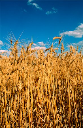 simsearch:600-02886528,k - Wheat Crop Ready for Harvest, Australia Foto de stock - Sin royalties Premium, Código: 600-02886249