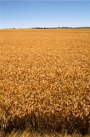 simsearch:600-02886528,k - Wheat Crop Ready for Harvest, Australia Foto de stock - Sin royalties Premium, Código: 600-02886254