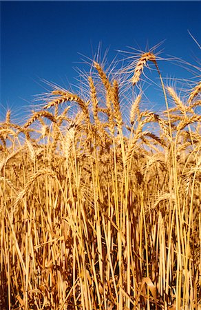 simsearch:600-02886528,k - Wheat Crop Ready for Harvest, Australia Foto de stock - Sin royalties Premium, Código: 600-02886250