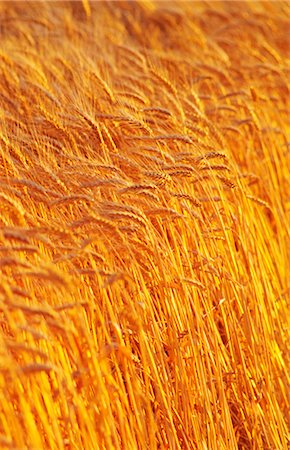 simsearch:600-02886528,k - Wheat Crop Ready for Harvest, Australia Foto de stock - Sin royalties Premium, Código: 600-02886252
