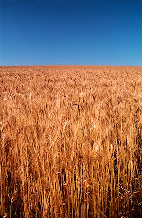 simsearch:600-02886528,k - Wheat Crop Ready for Harvest, Australia Foto de stock - Sin royalties Premium, Código: 600-02886275