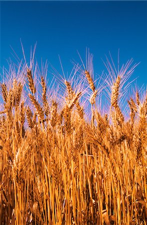 simsearch:600-02886528,k - Wheat Crop Ready for Harvest, Australia Foto de stock - Sin royalties Premium, Código: 600-02886276