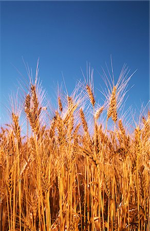 simsearch:600-02886528,k - Wheat Crop Ready for Harvest, Australia Foto de stock - Sin royalties Premium, Código: 600-02886278