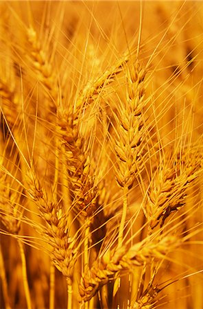 Wheat Crop Ready for Harvest, Close-up, Australia Stock Photo - Premium Royalty-Free, Code: 600-02886285