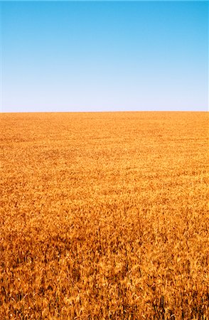 simsearch:600-02886528,k - Wheat Crop Ready for Harvest, Australia Foto de stock - Sin royalties Premium, Código: 600-02886286