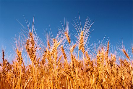 simsearch:600-02886528,k - Wheat Crop Ready for Harvest, Australia Foto de stock - Sin royalties Premium, Código: 600-02886280