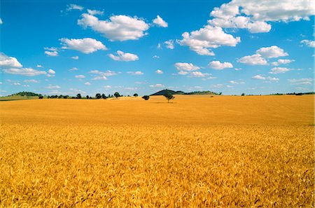 simsearch:600-02886528,k - Wheat Crop Ready for Harvest, Australia Foto de stock - Sin royalties Premium, Código: 600-02886281
