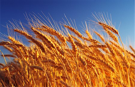 simsearch:600-02886528,k - Wheat Crop Ready for Harvest, Australia Foto de stock - Sin royalties Premium, Código: 600-02886283