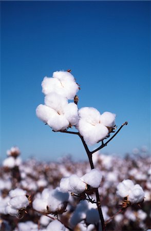 simsearch:600-02886528,k - Close-up of Cotton Plant, Australia Foto de stock - Sin royalties Premium, Código: 600-02886296