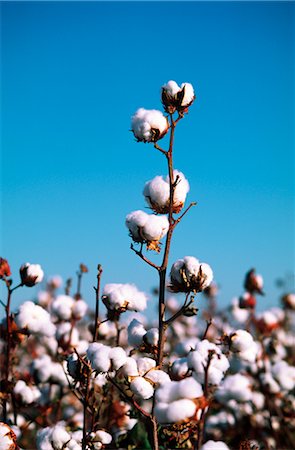 simsearch:600-02886528,k - Close-up of Cotton Plant, Australia Foto de stock - Sin royalties Premium, Código: 600-02886297