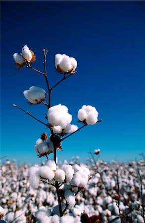 simsearch:600-02886528,k - Close-up of Cotton Plant, Australia Foto de stock - Sin royalties Premium, Código: 600-02886298