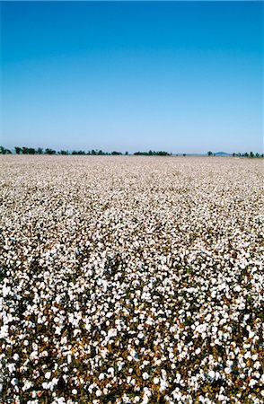 simsearch:600-02886528,k - Cotton Crop, Australia Foto de stock - Sin royalties Premium, Código: 600-02886293