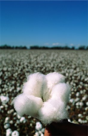 simsearch:600-02886528,k - Close-up of Cotton Plant, Australia Foto de stock - Sin royalties Premium, Código: 600-02886304
