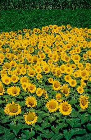 simsearch:600-02886528,k - Sunflower Crop, Australia Foto de stock - Sin royalties Premium, Código: 600-02886308