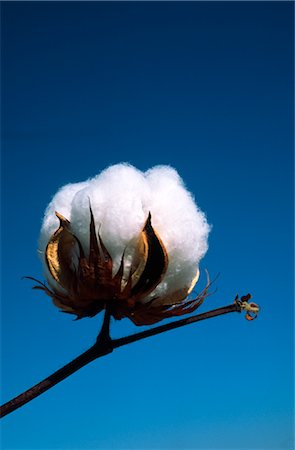 simsearch:600-02886528,k - Close-up of Cotton Plant, Australia Foto de stock - Sin royalties Premium, Código: 600-02886302