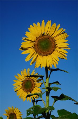 simsearch:600-02886528,k - Close-up of Sunflower, Australia Foto de stock - Sin royalties Premium, Código: 600-02886311